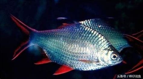 銀鳳魚